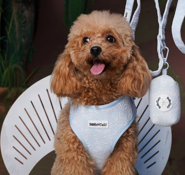 Tested on Real Poodles: The Best Harness for Poodles — No-Pull, Escape-Proof & Curl-Friendly