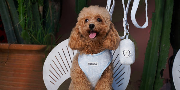 Tested on Real Poodles: The Best Harness for Poodles — No-Pull, Escape-Proof & Curl-Friendly