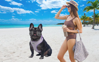French Bulldog wearing Bobotails leopard vest harness on a sunny beach — breathable design for brachycephalic breeds