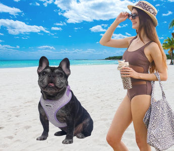 French Bulldog wearing Bobotails leopard vest harness on a sunny beach — breathable design for brachycephalic breeds