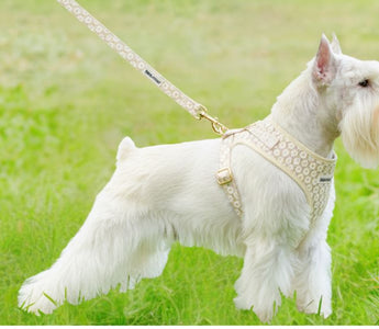 best dog harness guide for Miniature Schnauzer