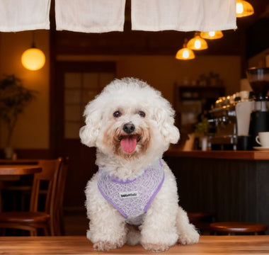 Bobotails lavender lace small dog harness for Bichon Frisé sitting at coffee shop