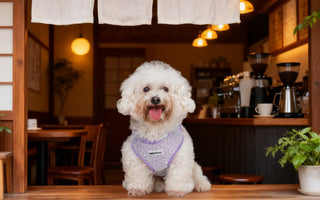 Bobotails lavender lace small dog harness for Bichon Frisé sitting at coffee shop