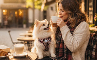 Best Harness for Pomeranian — How to Choose the Right No-Pull Vest