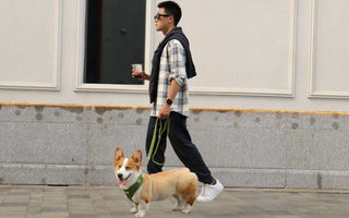 dog-dad-coffee-run-with-corgi-urban-city-walk-matching-harness-leash-bobotails-lifestyle
