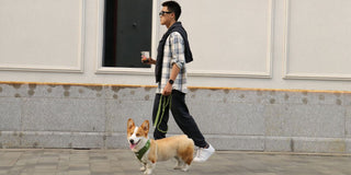 dog-dad-coffee-run-with-corgi-urban-city-walk-matching-harness-leash-bobotails-lifestyle