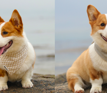 christmas dog bandanas