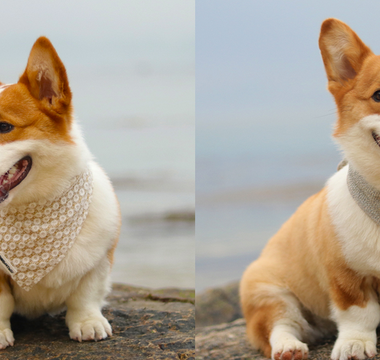 christmas dog bandanas