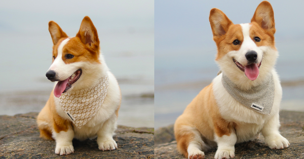 christmas dog bandanas