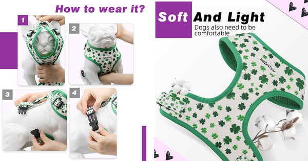 How to Put on a Harness on a Dog?