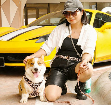 The Ultimate Guide to an Aesthetic Matching Lifestyle with Your Dog: Beyond the Traditional Outfits