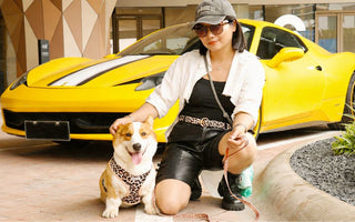 The Ultimate Guide to an Aesthetic Matching Lifestyle with Your Dog: Beyond the Traditional Outfits