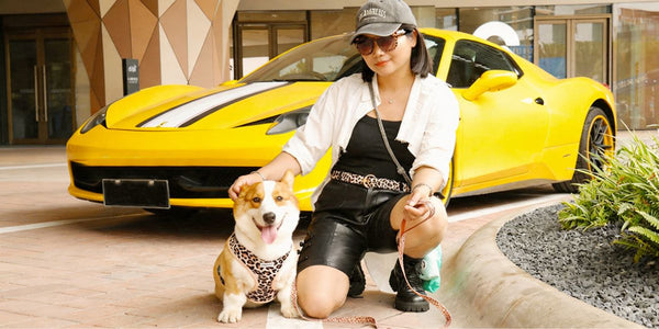 The Ultimate Guide to an Aesthetic Matching Lifestyle with Your Dog: Beyond the Traditional Outfits