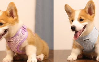 The Complete Guide to the Best Harness for Small Dogs — Fit, Safety & Style
