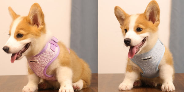 The Complete Guide to the Best Harness for Small Dogs — Fit, Safety & Style