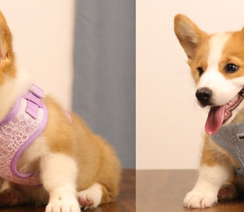 Bobotails small dog harness matching leash set — safe no-choke vest design for Chihuahua Yorkie Poodle French Bulldog
