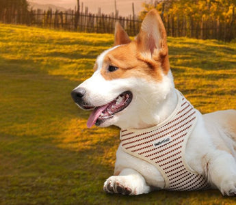 find the perfect dog harness for your pup