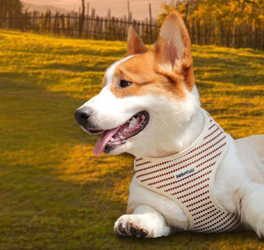 find the perfect dog harness for your pup