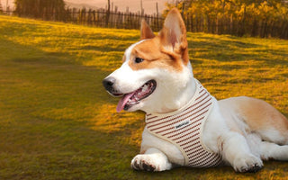 find the perfect dog harness for your pup