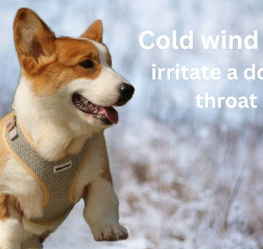 Why Your Dog Might Be Coughing on Walks — And How the Right Harness Helps Protect Them