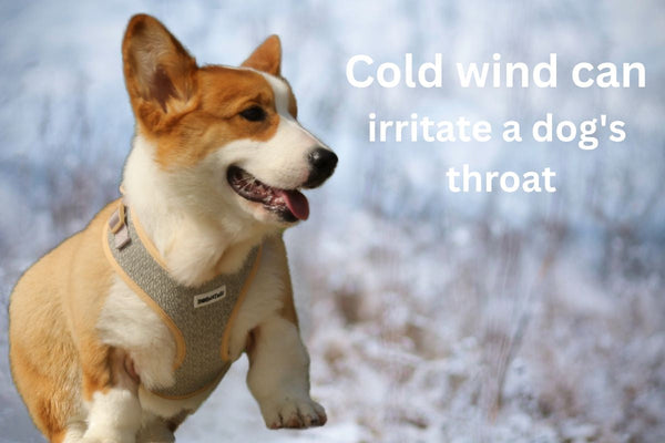 Why Your Dog Might Be Coughing on Walks — And How the Right Harness Helps Protect Them