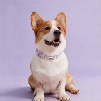 hunting dog collars