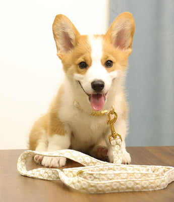 Bobotails Dog Leash with Poog Bag Holder set with Soft and Comfortable Material for Small Medium Large Dog