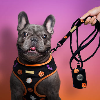 Halloween Dog Harnesses