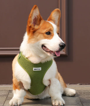 Ensemble comprenant un harnais pour pull, une laisse et un porte-sacs à crottes