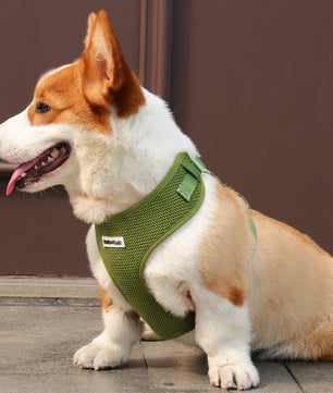 Ensemble comprenant un harnais pour pull, une laisse et un porte-sacs à crottes