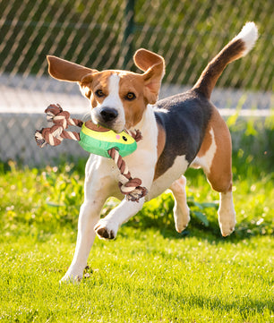 Jouet de chien interactif en forme d'avocat