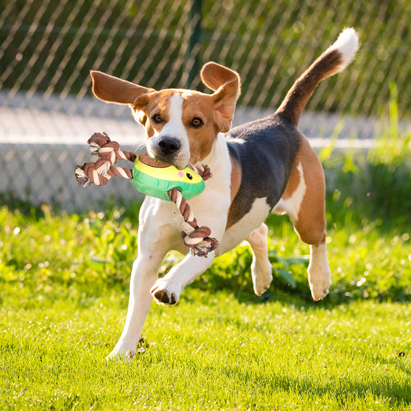 Jouet de chien interactif en forme d'avocat