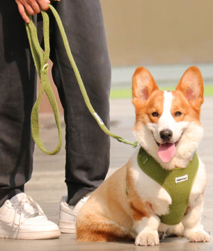 Ensemble comprenant un harnais pour pull, une laisse et un porte-sacs à crottes