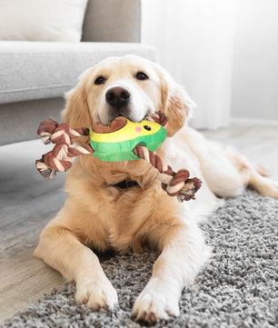 Jouet de chien interactif en forme d'avocat