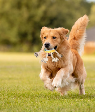 Jouet de chien interactif en forme de beignet