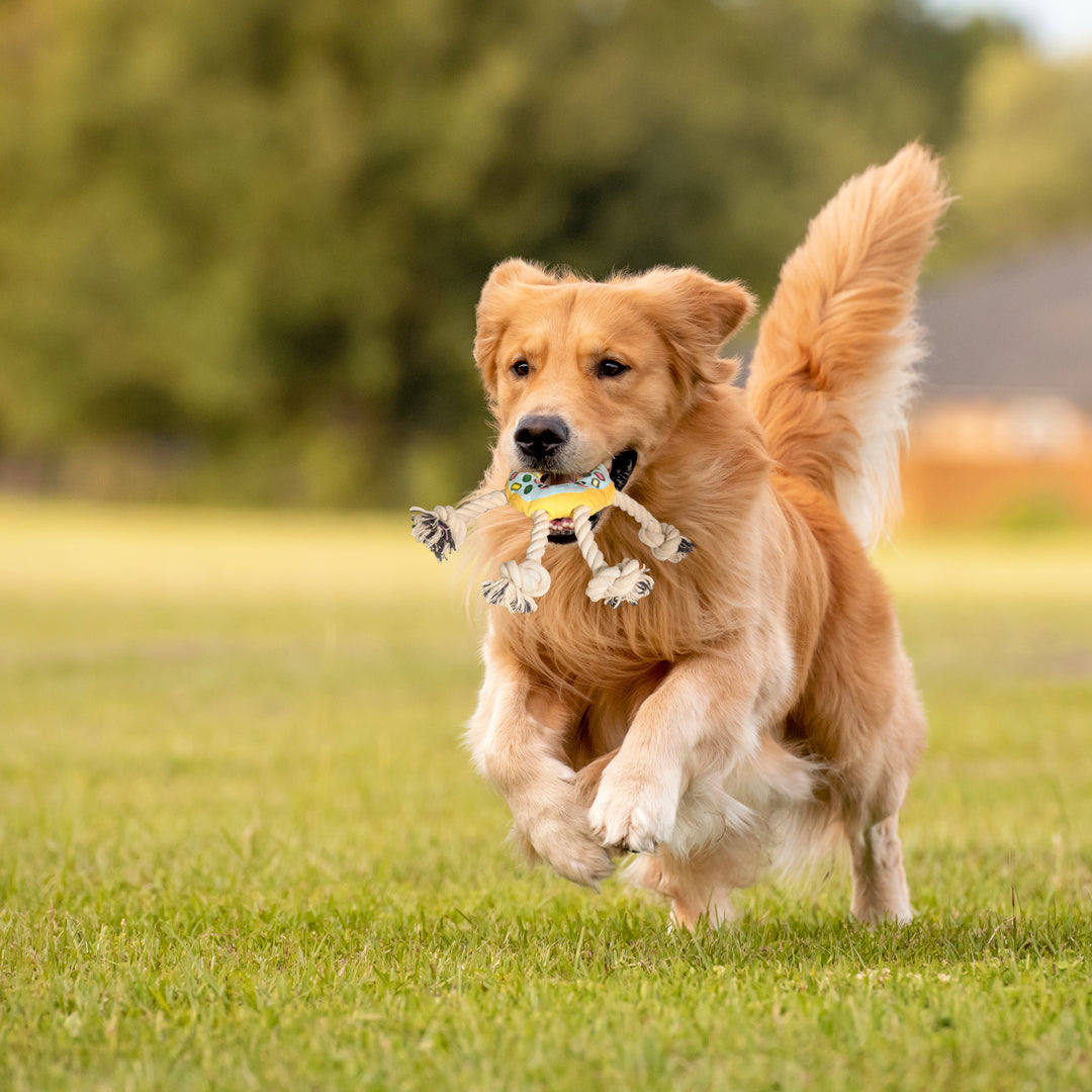 Jouet de chien interactif en forme de beignet