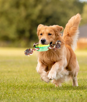 Jouet de chien interactif en forme d'avocat