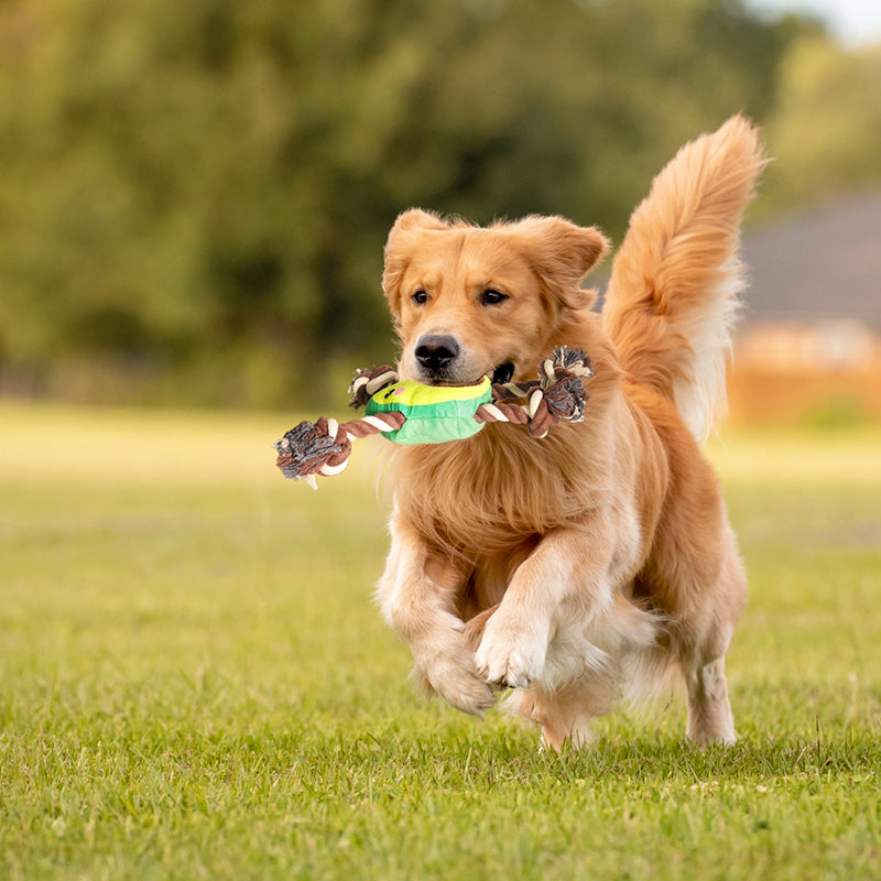 Jouet de chien interactif en forme d'avocat