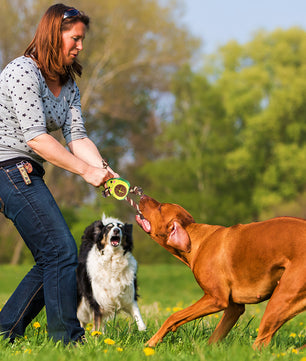 Jouet de chien interactif en forme d'avocat