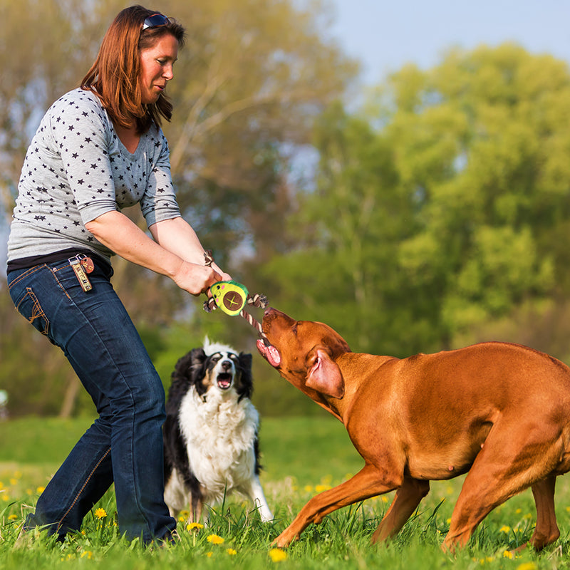 Jouet de chien interactif en forme d'avocat