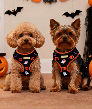 Two dogs wearing Halloween-themed harnesses in a decorated room with pumpkins and bats.