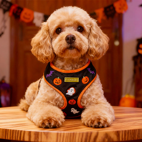BoBotails stylish Halloween pet harness form small dogs