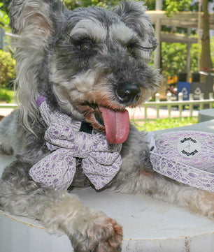 2026 Bobotails Lavender Purple New Collection Beauty of Lace Dog Bow Tie Collar
