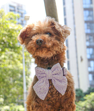 2026 Bobotails Lavender Purple New Collection Beauty of Lace Dog Bow Ties For Small Dogs and Medium Dogs