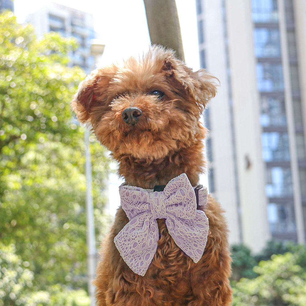 2026 Bobotails Lavender Purple New Collection Beauty of Lace Dog Bow Ties For Small Dogs and Medium Dogs