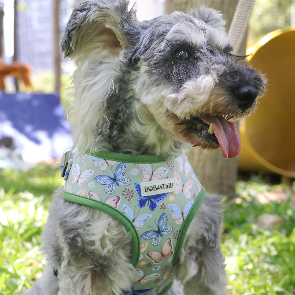 Bobotails Dog Harness, Harness Small Size Dog, Adjustable Soft Padded Dog Vest, Airmesh Breatheable Pet Cotton material Vest with Easy Control for Small and Medium Dogs