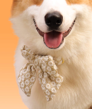 bobotails floral brilliance dog bowties  matching the harness and owner accessories in a coordinated set