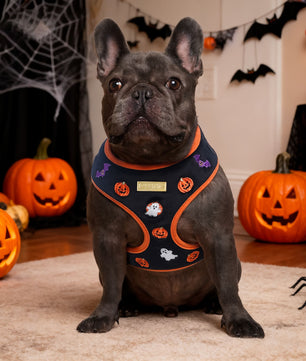 Dog wearing a Halloween-themed harness with pumpkins and ghosts in a decorated room-BOBOTAILS