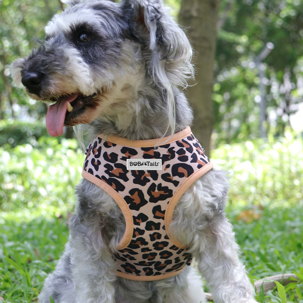 leopard small dog harnesses as part of a complete dog and owner matching accessory set