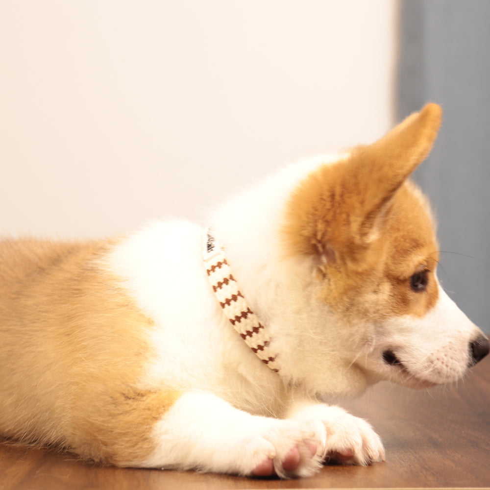 xx small dog collar as as part of a coordinated dog and owner accessory system